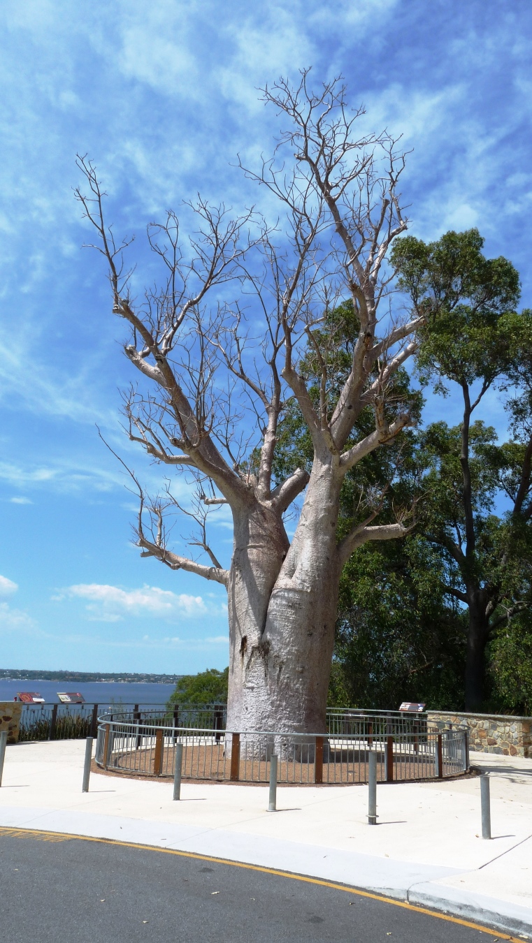 Boab im Kings Park
